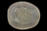 Fossil Jellyfish (Essexella) Pos/Neg - Illinois #120711-1